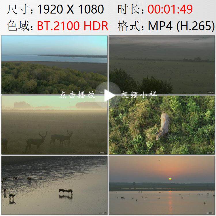 航拍湖北石首市麋鹿国家级自然保护区长江边湿地沼泽实拍视频素材