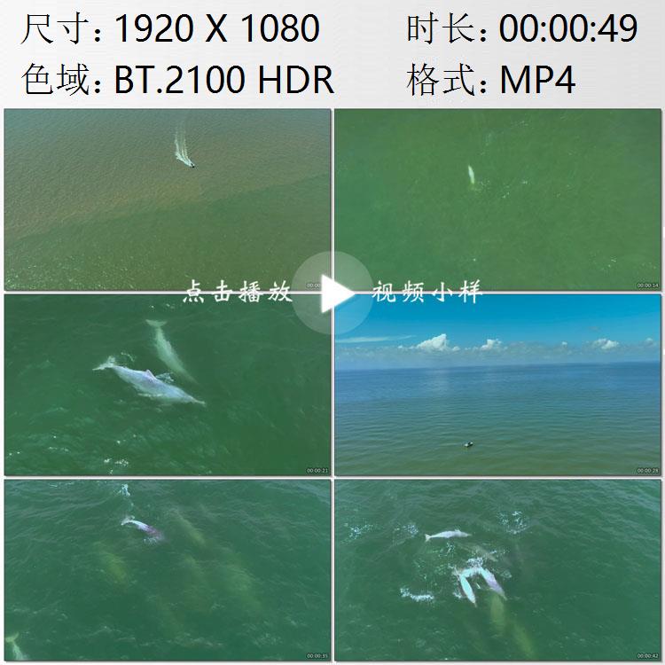 航拍广西咸淡水交汇河口双色水面中华白海豚高清实拍视频素材-封面