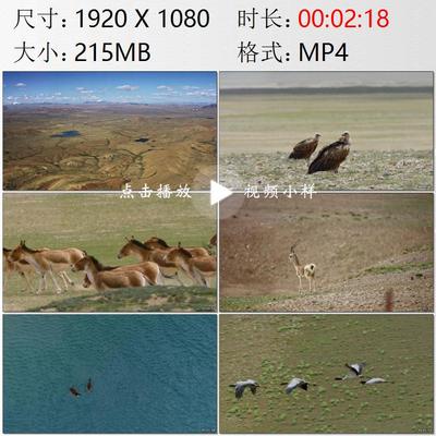 航拍西藏羌塘高原普若岗日雪山雪原无人区野生动物禽兽视频素材
