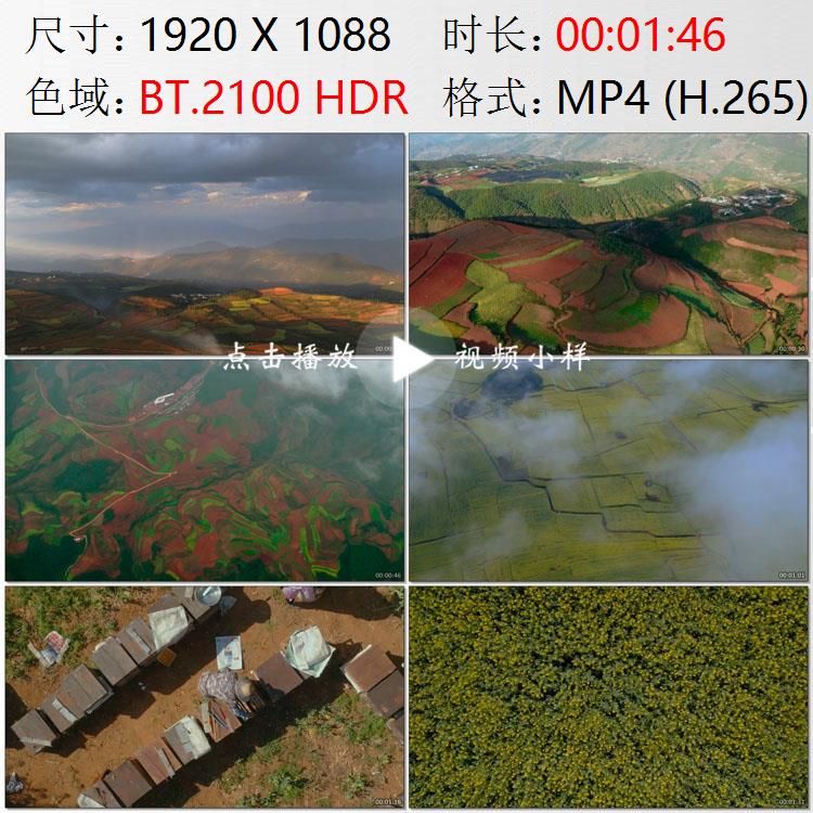 航拍云南昆明东川红土地曲靖罗平油菜花田蜂农采蜂蜜实拍视频素材