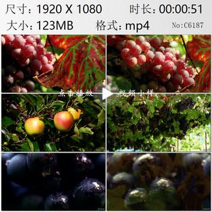 葡萄熟了特写镜头硕果累累丰收季节高清实拍视频素材