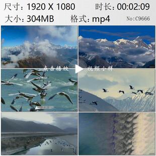 航拍喜马拉雅山南迦巴瓦峰雅江湿地斑头雁黑颈鹤越冬特写视频素材
