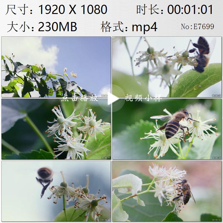 七月夏日椴树花朵蜜蜂采花蜜花粉特写高清实拍视频素材