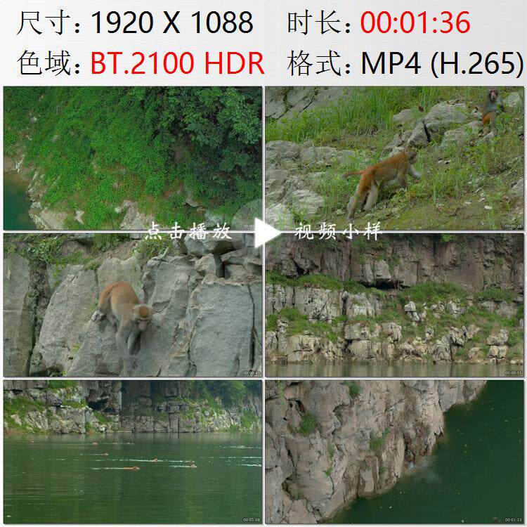 航拍湖南湘西土家族苗族自治州猛洞河猕猴群跳水渡河实拍视频素材