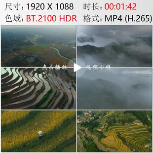 航拍湖南娄底新化紫鹊界梯田天然灌溉水稻农田高清实拍视频素材