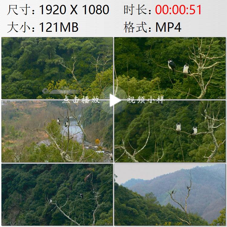 航拍江西婺源白腿小隼熊猫鸟高清实拍视频素材