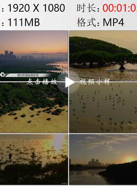 航拍深圳福田红树林保护区滩涂鸟群生态城市郊野公园实拍视频素材