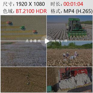 航拍新疆石河子市农田彩色棉花机械化采收秋收丰收实拍视频素材