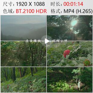 航拍吉林抚松县长白山云雾森林阳光人工种植的人参实拍视频素材