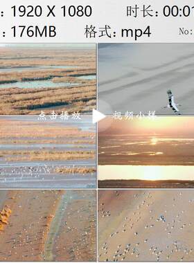 航拍天津七里海湿地东方白鹳鸟群飞翔自然生态环境保护视频素材