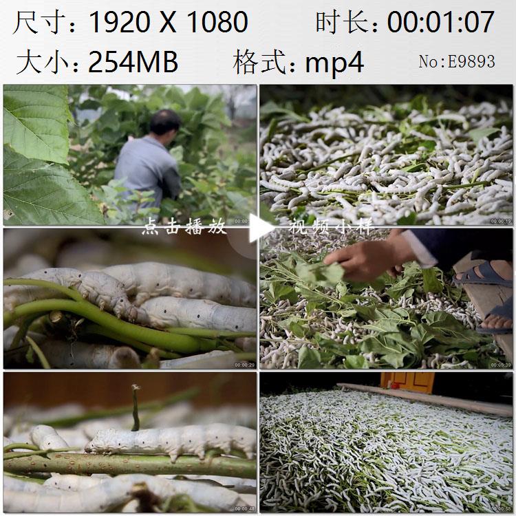 浙江农村江南水乡采桑叶养蚕人蚕农蚕茧高清实拍视频素材 - 实物图