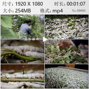 浙江农村江南水乡采桑叶养蚕人蚕农蚕茧高清实拍视频素材