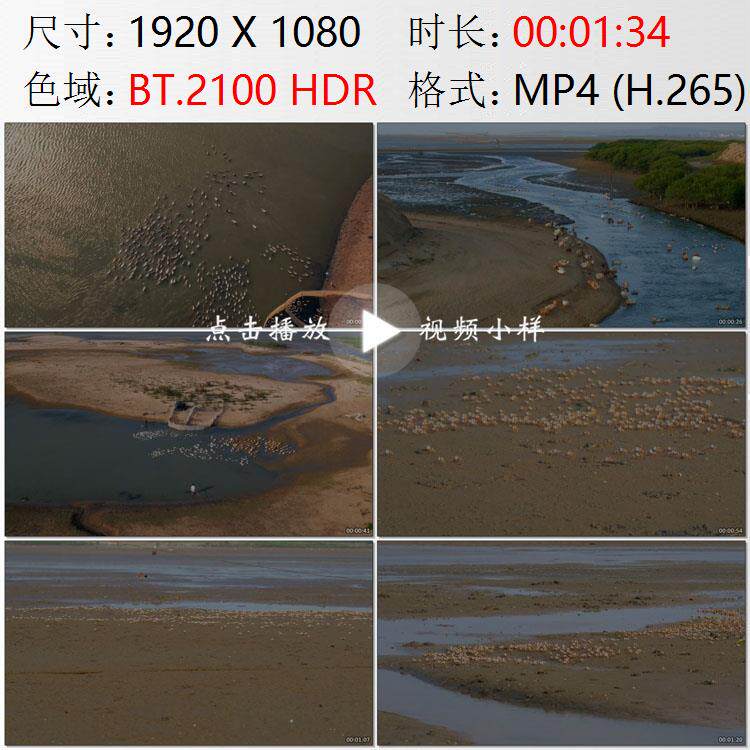 航拍海南岛东方市英潮港跑海鸭群海滩赶海觅食和尚蟹直行视频素材
