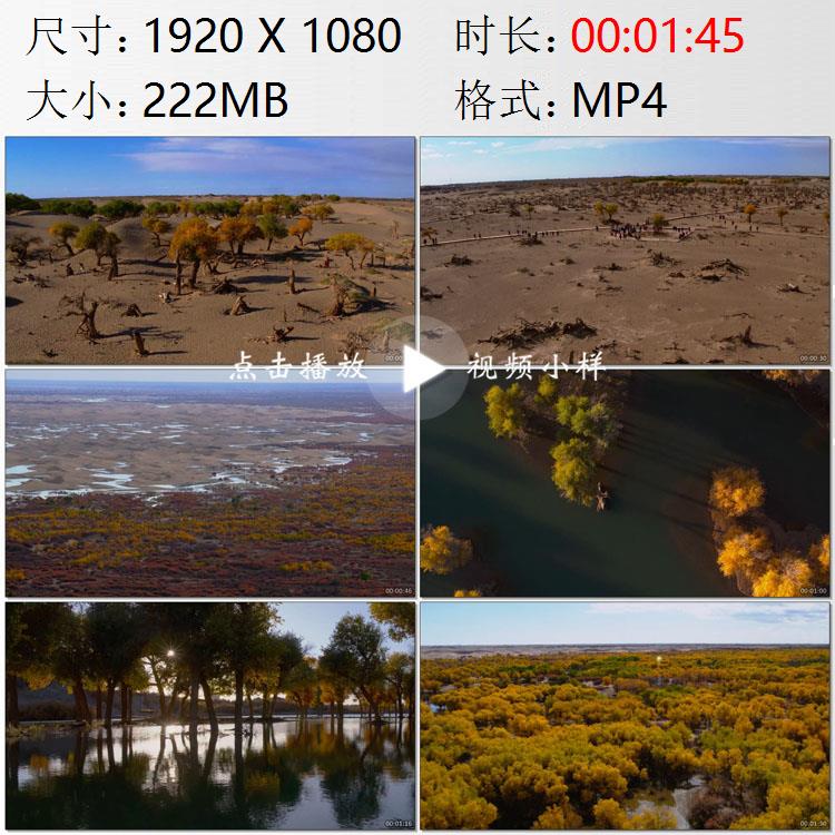 航拍内蒙古戈壁沙漠胡杨林绿洲湖泊枯死与重生高清实拍视频素材