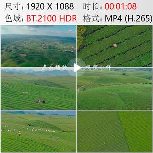 航拍贵州遵义市湄潭县万亩茶海茶园采茶机高清实拍视频素材