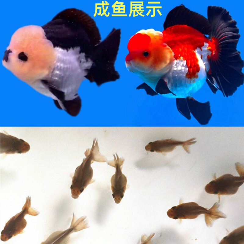 【铭禧渔场】3~4cm精品四尾泰国玛丽泰狮金鱼鱼苗冷水鱼F1淡水鱼