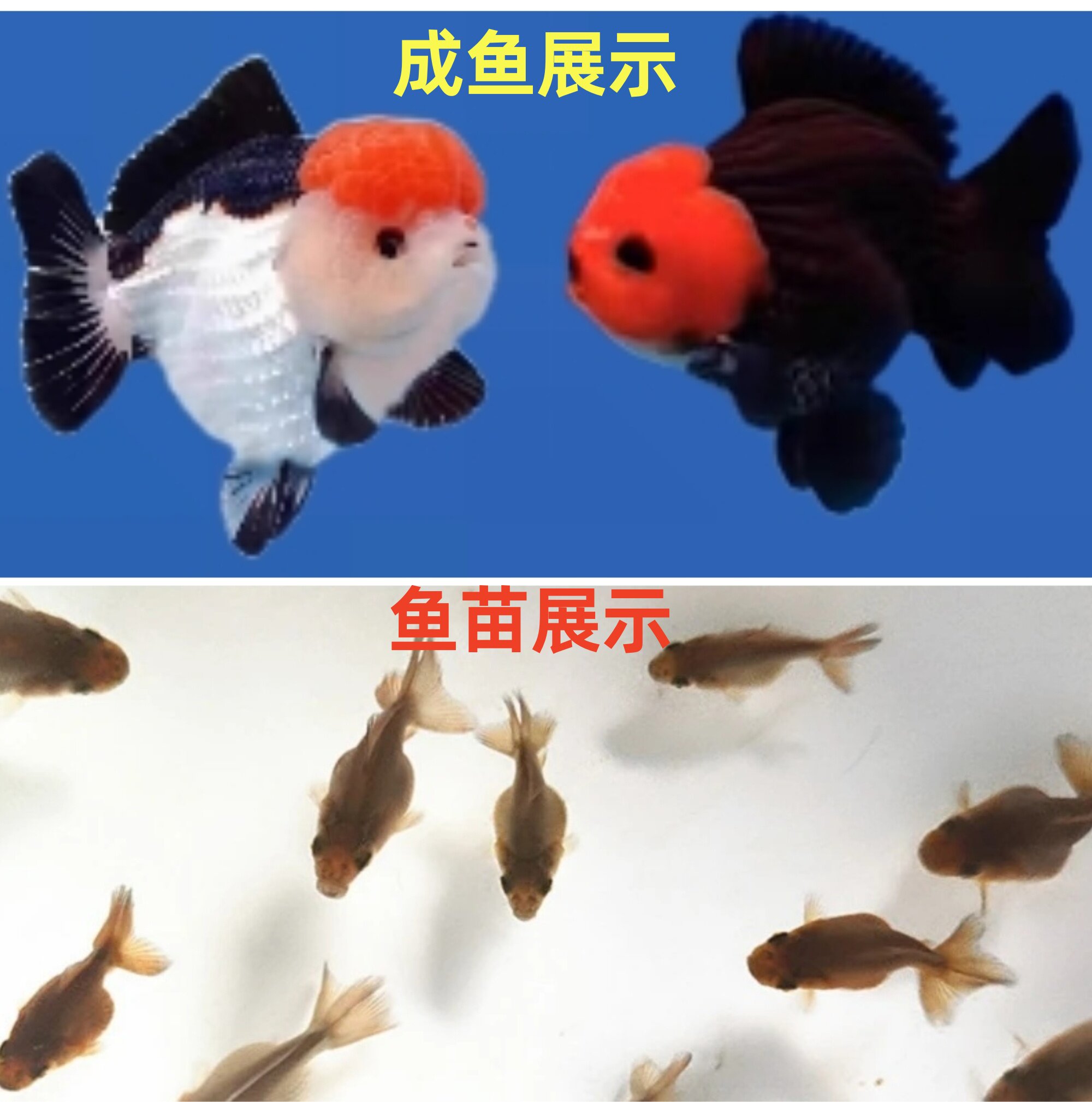 【铭禧渔场】2~4cm精品四尾泰国玛丽泰狮金鱼鱼苗冷水鱼F1淡水鱼