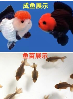 泰国玛丽泰狮金鱼鱼苗