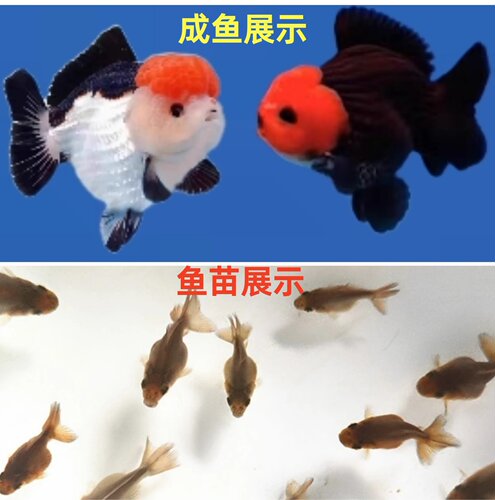 泰国玛丽泰狮金鱼鱼苗
