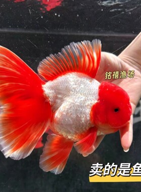 百褶泰狮活体金鱼鱼苗冷水淡水观赏鱼好养耐活波妞金鱼小型