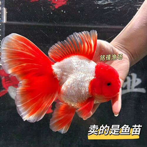 百褶泰狮活体金鱼鱼苗冷水淡水观赏鱼好养耐活波妞金鱼小型