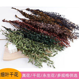 天然尤加利叶桉树叶细叶真花干花永生花植物花材民宿摆件摄影道具