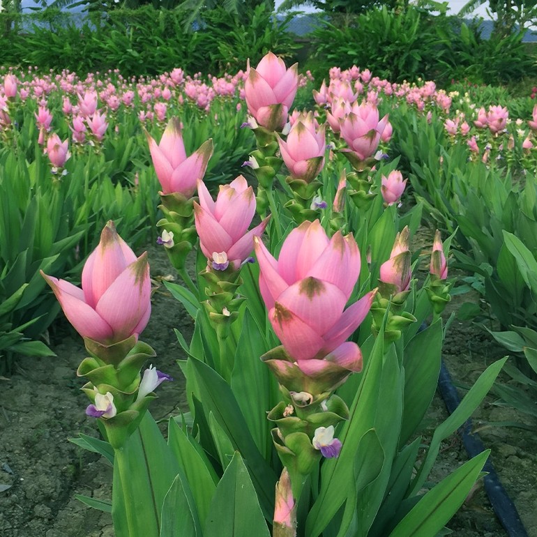 清迈粉白雪公主庭院别墅花期超长热带花卉姜荷花种根球多年生包邮