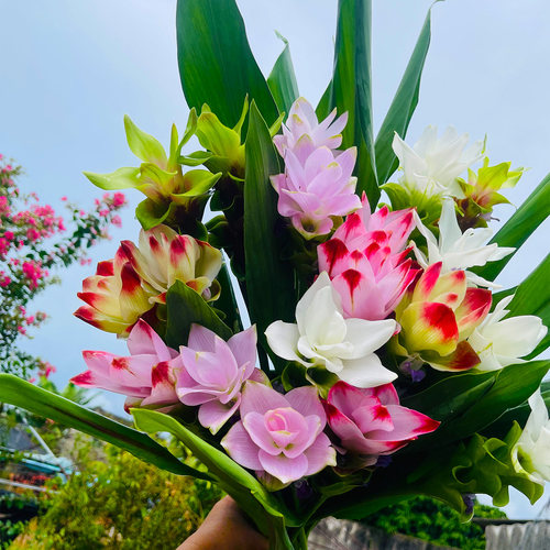 姜荷花种球庭院花期超长热带植物别墅花卉根球多年生根球花卉