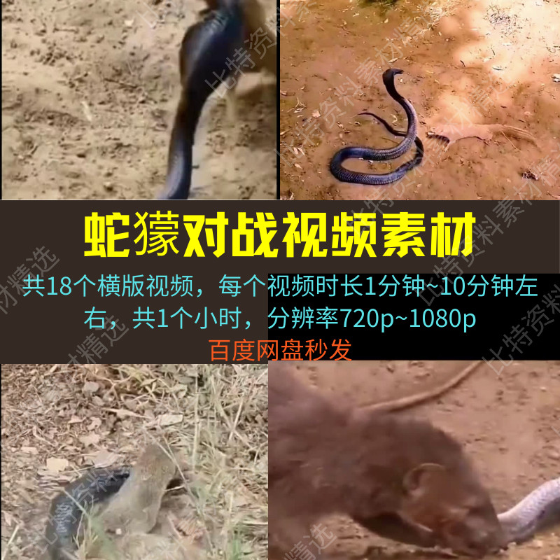 蛇獴对战眼镜王蛇灰獴动物高清素材抖音无人直播西瓜中短视频划算