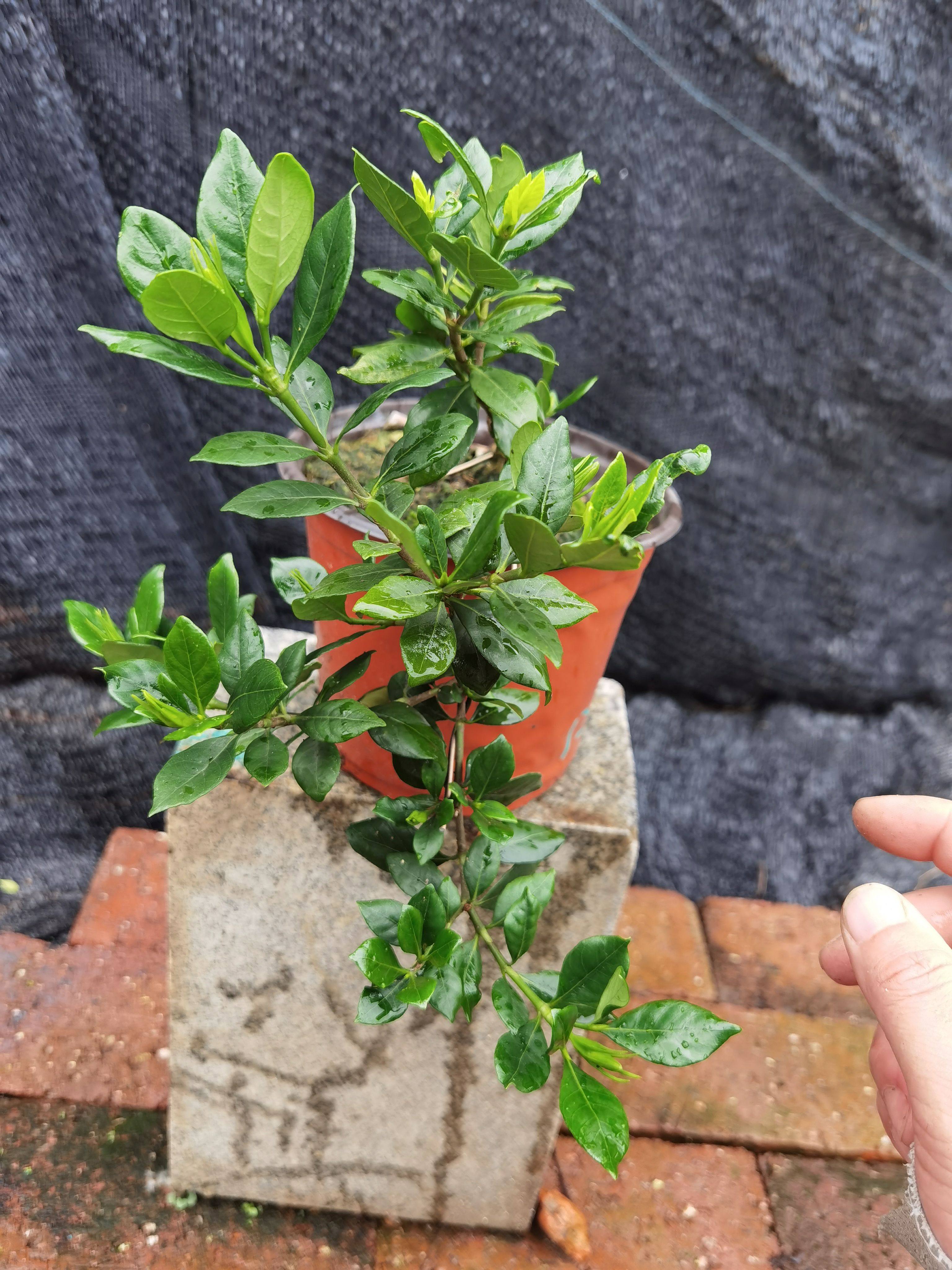 栀子花小品盆景四季榄叶品种小叶素材绿植办公盆栽带培养花盆包邮