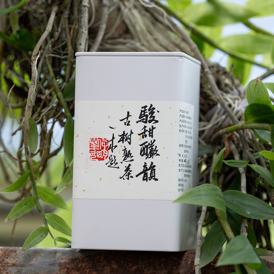 班章冰岛联合发酵2020年古树龙珠