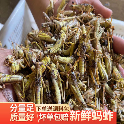 2025新鲜速冻冷冻冰鲜蚂蚱蝗虫无盐纯公蚱蜢东亚飞蝗二斤包邮特产