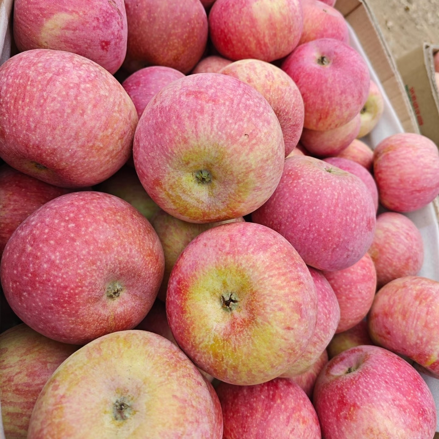 正宗东北国光苹果老树小国光老果光新鲜水果大连瓦房店酸甜苹果,水产肉类/新鲜蔬果/熟食,苹果,淘宝优惠券,粉丝福利购,淘宝优惠卷