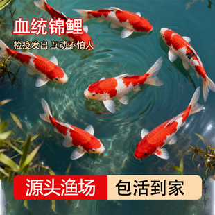 纯种血统锦鲤鱼苗冷水淡水鱼苗观赏鱼金鱼可大型鱼好养耐活红锦鲤