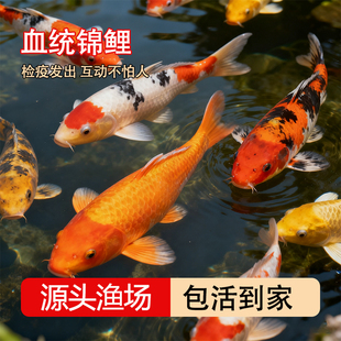 纯种血统锦鲤鱼苗冷水淡水鱼苗观赏鱼金鱼可大型鱼好养耐活红锦鲤