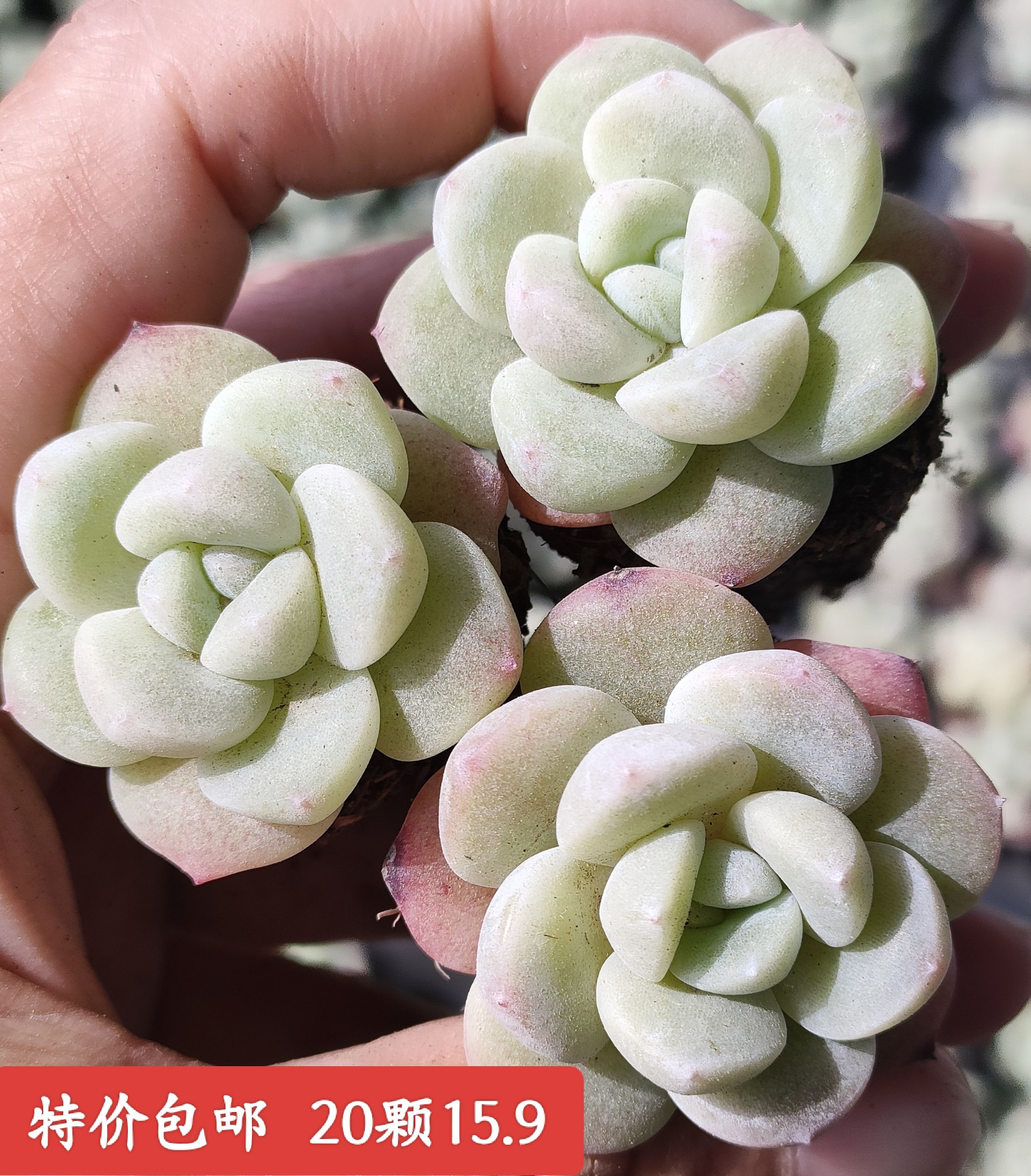 多肉植物小盆栽白底奶油冰玉带杆多肉植物
