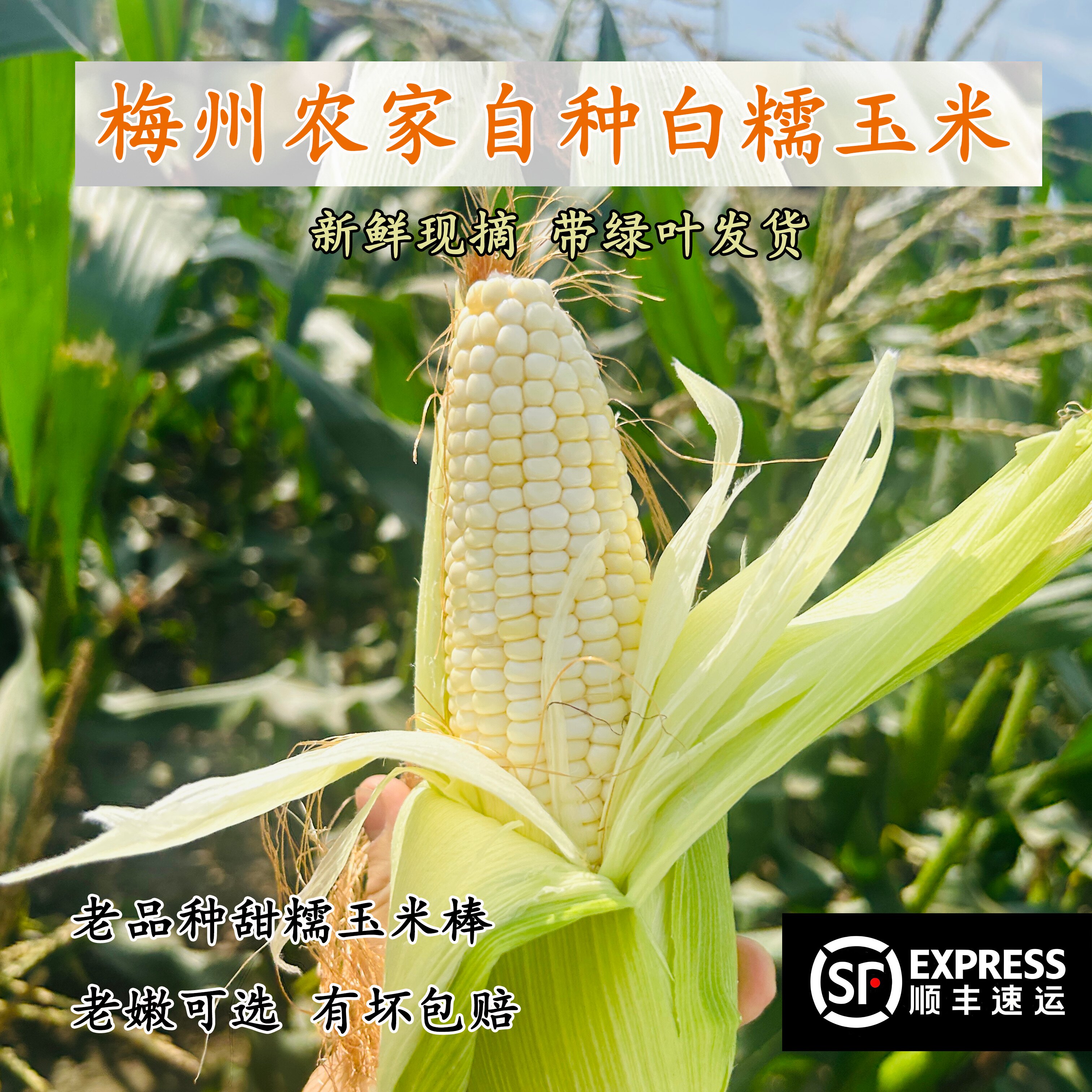 顺丰梅州软糯香甜新鲜白糯玉米
