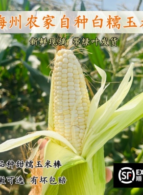 现货10斤顺丰正宗梅州新鲜现摘白糯甜玉米甜糯农家带叶软糯粘当季
