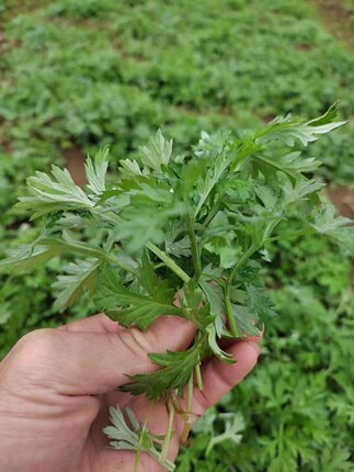 新鲜艾草