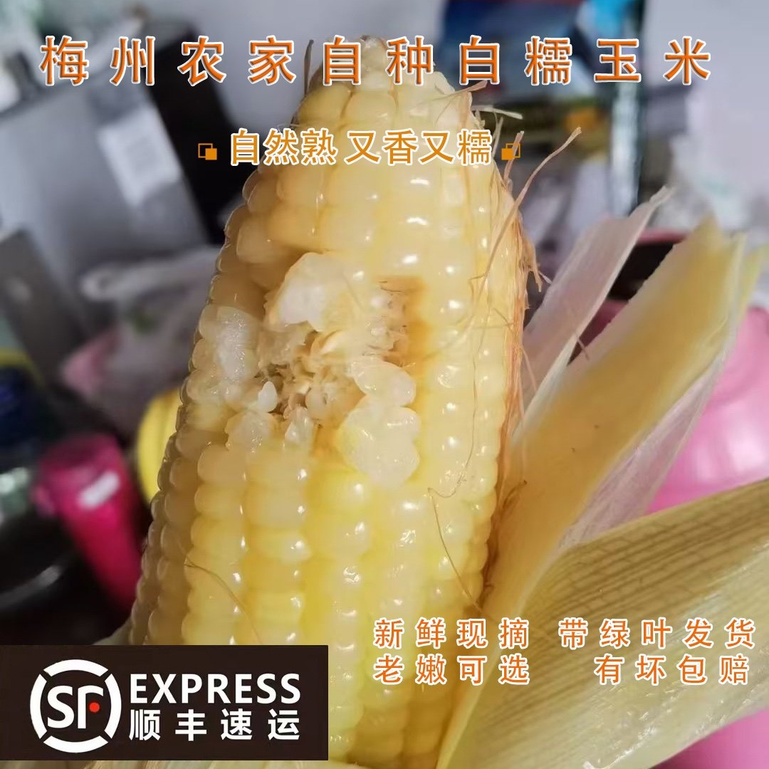 顺丰梅州带叶白糯甜糯玉米棒新鲜现摘农家软糯粘当季孕妇不转基因
