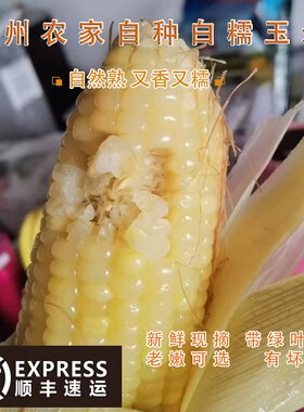 农家梅州现摘新鲜白糯玉米甜玉米