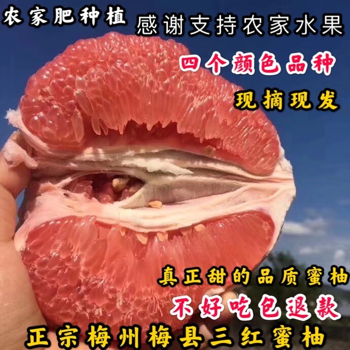 10 Orthodox school Meizhou Season Three red Pomelo fresh fruit Red grapefruit Grapefruit pregnant woman 20 Jinin the Aquatic meat/Fresh fruits and vegetables/Cooked , Fresh fruit , Grapefruit  category - from Buy2taobao.com to provide professional Taobao agent buy service