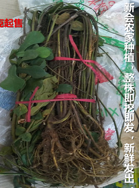 新鲜新会水照影500g枝叶根整棵护中椰子香草肝煲汤药食材桑榕仿野