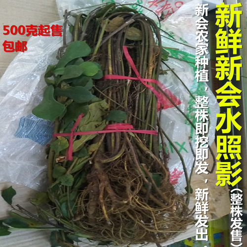 广东煲汤食材新会水照影新鲜挖