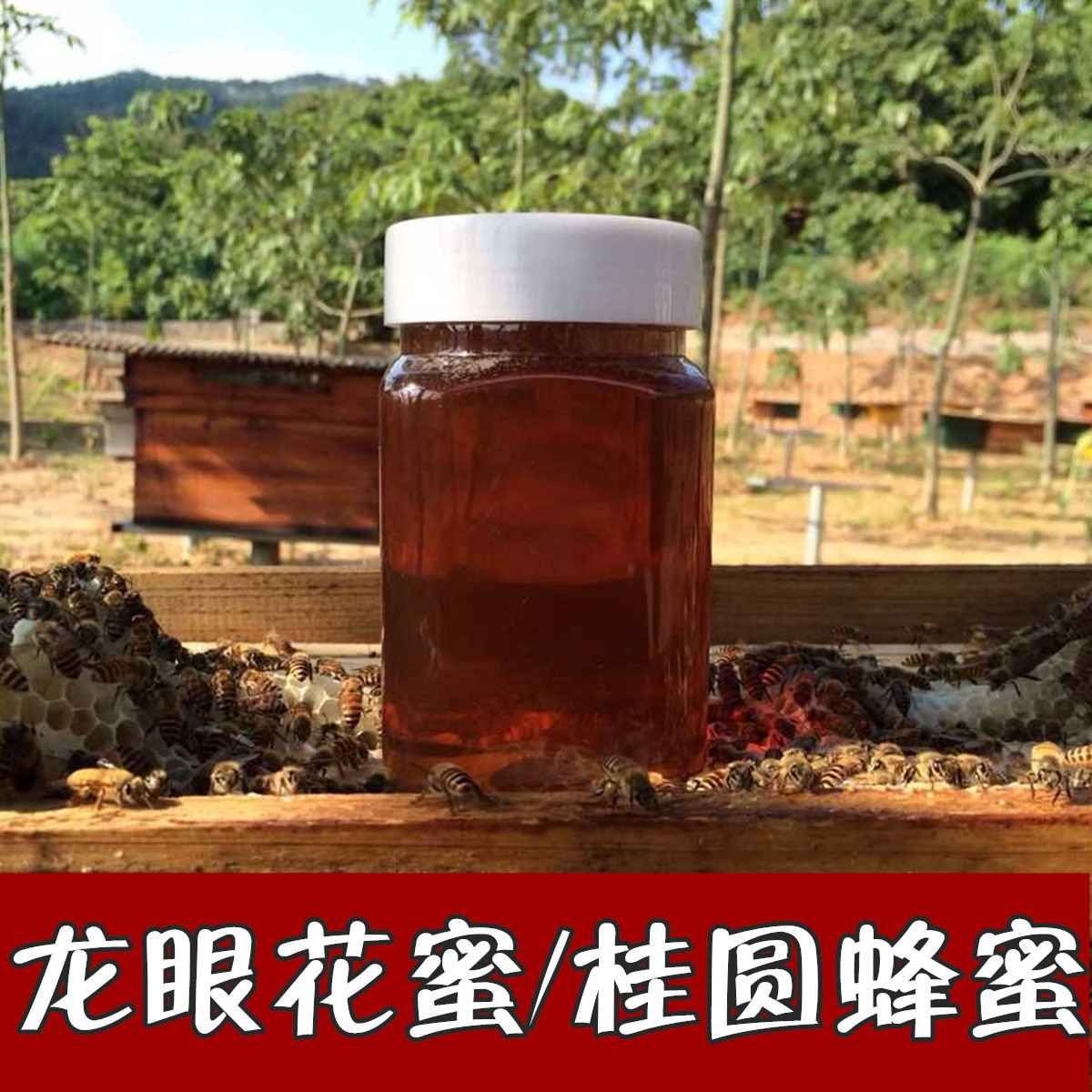 龙眼蜜桂圆蜂蜜 无加工浓缩 纯正天然 农家自产土蜂蜜 500克 原蜜