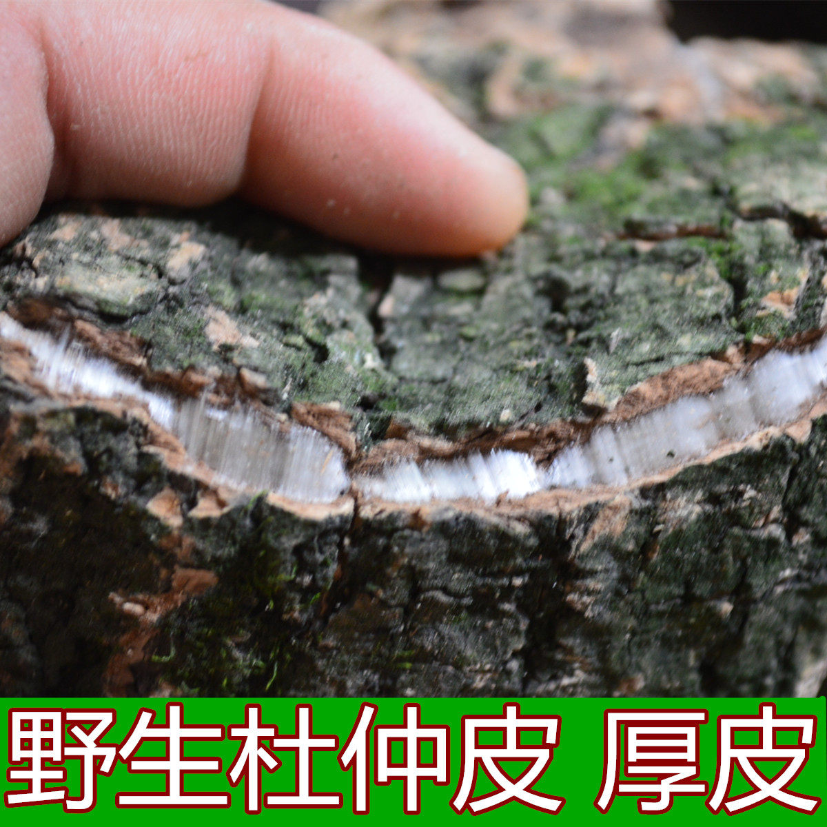 野生杜仲皮 厚皮 煲汤 泡酒 不熏硫磺天然 500克正品 精选农产品