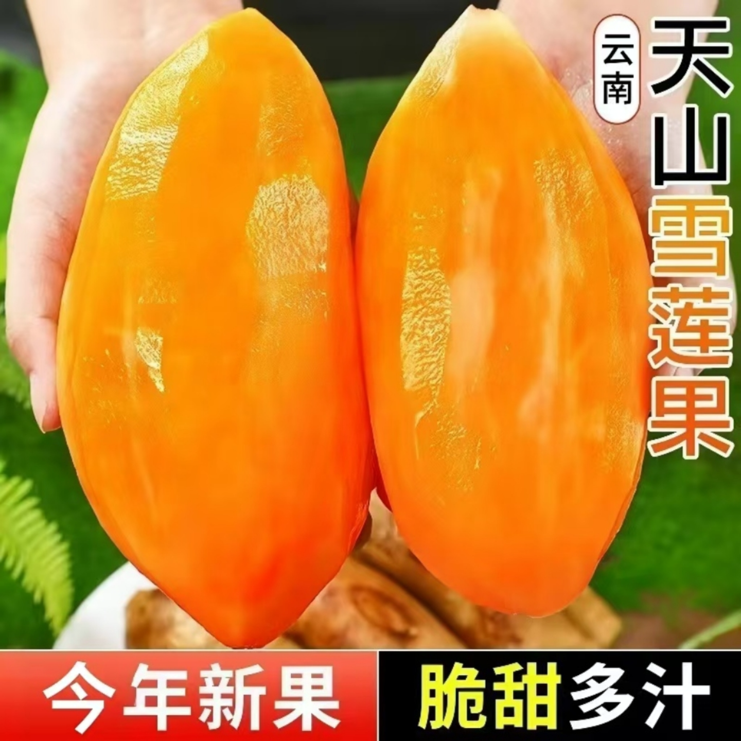 雪莲果新鲜水果云南天山现挖当季黄心低糖孕妇一级正宗雪莲果现货