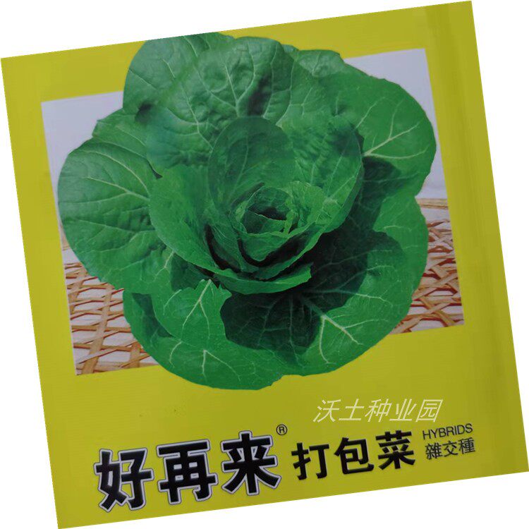 好再来打包菜种子包东北大饭包的白菜籽杂交大圆叶口感好脆嫩翠绿