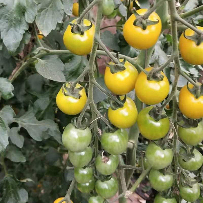 特别好吃的番茄种子小樱桃黄菇娘柿子好吃大棚露地耐低温沃土能结