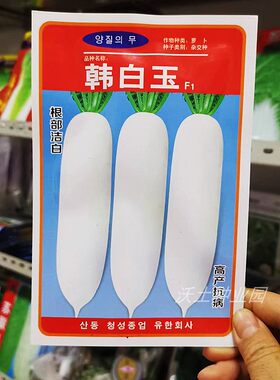 韩白玉白萝卜种子杂交好品种